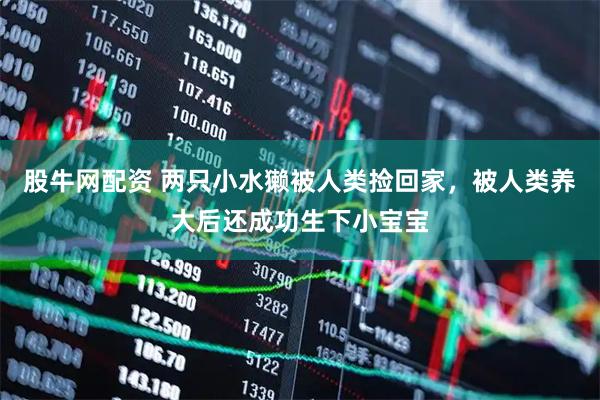 股牛网配资 两只小水獭被人类捡回家，被人类养大后还成功生下小宝宝